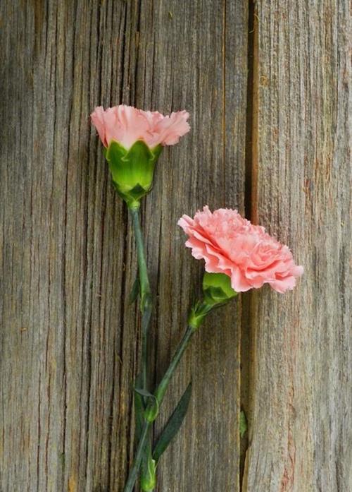 PINK CARNATIONS